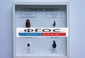 Коллекция "Семейство жуков" - fgospostavki.ru - Казань