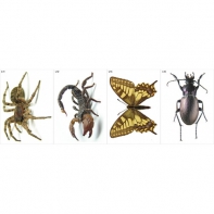 Модель-аппликация Многообразие беспозвоночных - fgospostavki.ru - Казань