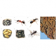 Модель-аппликация Муравьи. Устройство муравейника - fgospostavki.ru - Казань