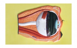 Модель барельефная "Строение глаза" - fgospostavki.ru - Казань