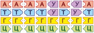 Модель-аппликация Удвоение ДНК и транскрипция РНК - fgospostavki.ru - Казань