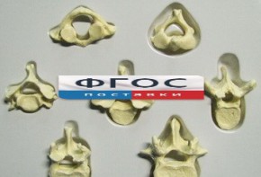 Модель "Позвонки" (из 7 штук) - fgospostavki.ru - Казань