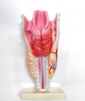 Модель "Гортань" - fgospostavki.ru - Казань