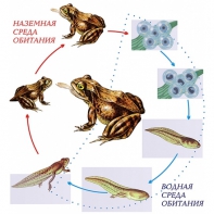 Модель-аппликация Цикл развития лягушки - fgospostavki.ru - Казань