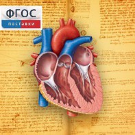 Анатомия (Цифровой атлас школьника) - fgospostavki.ru - Казань