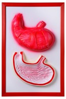 Барельефная модель "Желудок" - fgospostavki.ru - Казань