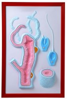 Барельефная модель "Строение гидры" - fgospostavki.ru - Казань