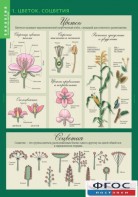 Комплект таблиц. Биология 6 класс. Растения, грибы, лишайники - fgospostavki.ru - Казань