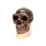 Модель черепа синантропа - fgospostavki.ru - Казань
