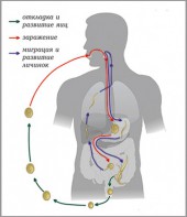 Модель-аппликация Цикл развития аскариды - fgospostavki.ru - Казань
