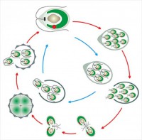 Модель-аппликация Размножение одноклеточной водоросли - fgospostavki.ru - Казань