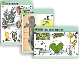 Комплект таблиц по биологии демонстрационных "Ботаника 1" (12 таблиц, формат А1, ламинированные) - fgospostavki.ru - Казань