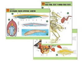 Комплект таблиц по биологии демонстрационных "Зоология 2" (16 таблиц, формат А1, ламинированные) - fgospostavki.ru - Казань