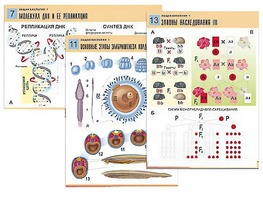 Комплект таблиц по биологии демонстрационных "Общая биология 1" (16 таблиц, формат А1, ламинированные) - fgospostavki.ru - Казань