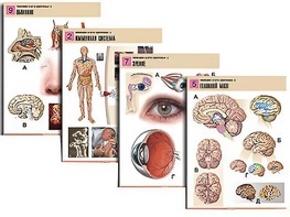 Комплект таблиц по биологии демонстрационных "Человек и его здоровье 2" (10 таблиц, формат А1, ламинированные) - fgospostavki.ru - Казань