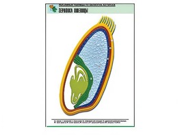 Рельефная таблица "Зерновка пшеницы" (формат А1, матовое ламинирование) - fgospostavki.ru - Казань