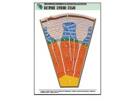 Рельефная таблица "Клеточное строение стебля" (формат А1, матовое ламинирование) - fgospostavki.ru - Казань