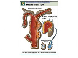 Рельефная таблица "Внутреннее строение гидры" - fgospostavki.ru - Казань