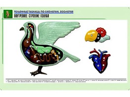 Рельефная таблица "Внутреннее строение голубя" (формат А1, матовое ламинирование) - fgospostavki.ru - Казань