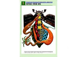 Рельефная таблица "Внутреннее строение жука" (формат А1, матовое ламинирование) - fgospostavki.ru - Казань