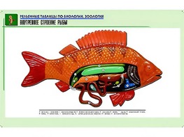 Рельефная таблица "Внутреннее строение рыбы" (формат А1, матовое ламинирование) - fgospostavki.ru - Казань