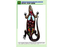 Рельефная таблица "Внутреннее строение ящерицы" (формат А1, матовое ламинирование) - fgospostavki.ru - Казань