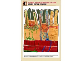 Рельефная таблица "Ворсинка кишечная с сосудом" (формат А1, матовое ламинирование) - fgospostavki.ru - Казань