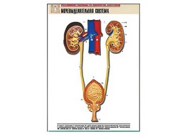 Рельефная таблица "Мочевыделительная система" (формат А1, матовое ламинирование) - fgospostavki.ru - Казань