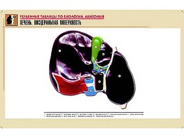 Рельефная таблица "Печень. Висцеральная поверхность" (формат А1, матовое ламинирование) - fgospostavki.ru - Казань