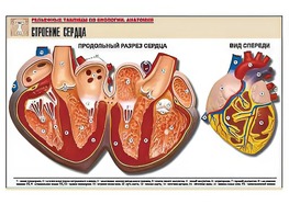 Рельефная таблица "Строение сердца" (формат А1, матовое ламинирование) - fgospostavki.ru - Казань