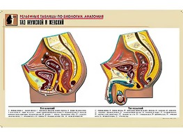 Рельефная таблица "Таз мужской и женский" (формат А1, матовое ламинирование) - fgospostavki.ru - Казань