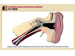 Рельефная таблица "Ухо человека" (формат А1, матовое ламинирование) - fgospostavki.ru - Казань