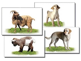 Набор карточек "Домашние животные" (раздаточные) - fgospostavki.ru - Казань