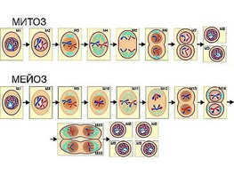 Модель-аппликация "Деление клетки. Митоз и мейоз" (ламинированная) - fgospostavki.ru - Казань