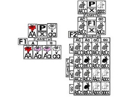 Модель-аппликация "Неполное доминирование и взаимодействие генов" (ламинированная) - fgospostavki.ru - Казань