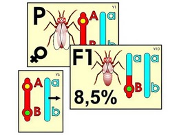 Модель-аппликация "Перекрест хромосом" (ламинированная) - fgospostavki.ru - Казань