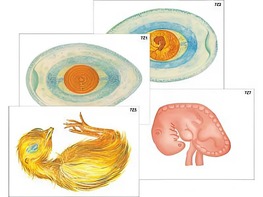 Модель-аппликация "Развитие птицы и млекопитающего (человека)" (ламинированная) - fgospostavki.ru - Казань