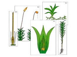 Модель-аппликация "Размножение мха" (ламинированная) - fgospostavki.ru - Казань