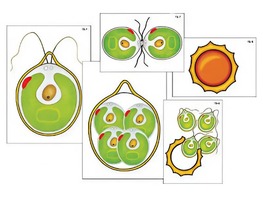 Модель-аппликация "Размножение одноклеточной водоросли" (ламинированная) - fgospostavki.ru - Казань