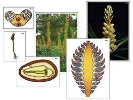 Модель-аппликация "Размножение сосны" (ламинированная) - fgospostavki.ru - Казань