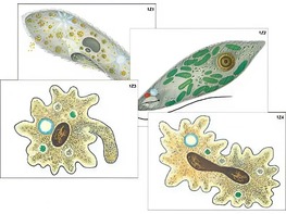 Модель-аппликация "Строение и разнообразие простейших" (ламинированная) - fgospostavki.ru - Казань