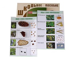 Коллекция "Шишки, плоды, семена деревьев и кустарников" - fgospostavki.ru - Казань