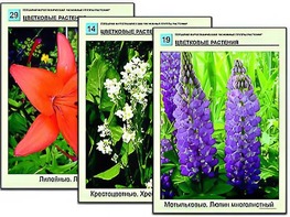 Гербарий фотографический "Основные группы растений" - fgospostavki.ru - Казань