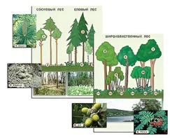 Гербарий фотографический "Растительные сообщества. Лес" (раздаточный) - fgospostavki.ru - Казань