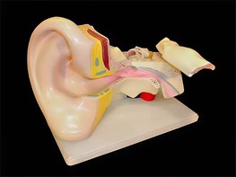 Модель уха - fgospostavki.ru - Казань