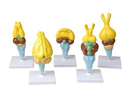 Комплект моделей строения мозга позвоночных - fgospostavki.ru - Казань