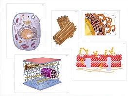 Модель-аппликация "Строение клетки" (ламинированная) - fgospostavki.ru - Казань