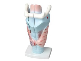 Модель гортани в разрезе - fgospostavki.ru - Казань