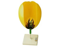 Модель цветка тюльпана - fgospostavki.ru - Казань