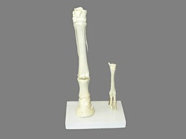 Модель "Скелет конечностей лошади и овцы" (на подставке) - fgospostavki.ru - Казань